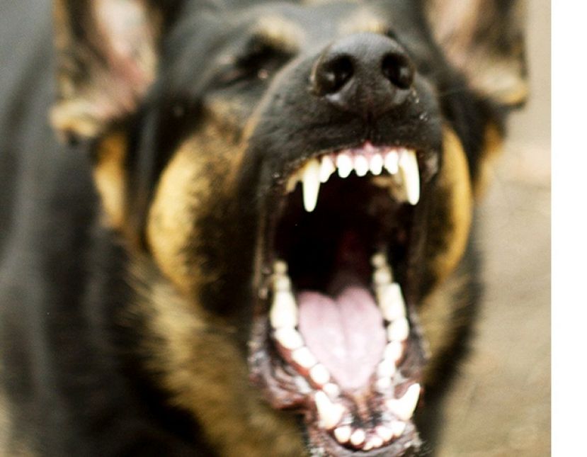 经常与家犬玩乐  5岁男童证实死于狂犬病