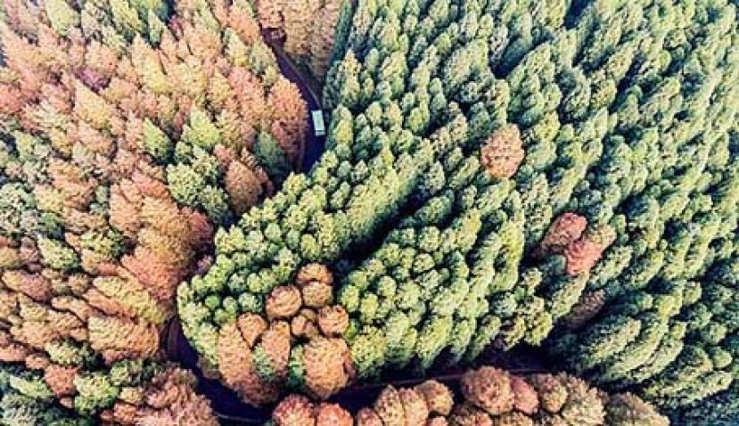 航拍重庆山王坪 双色树林惊艳游客