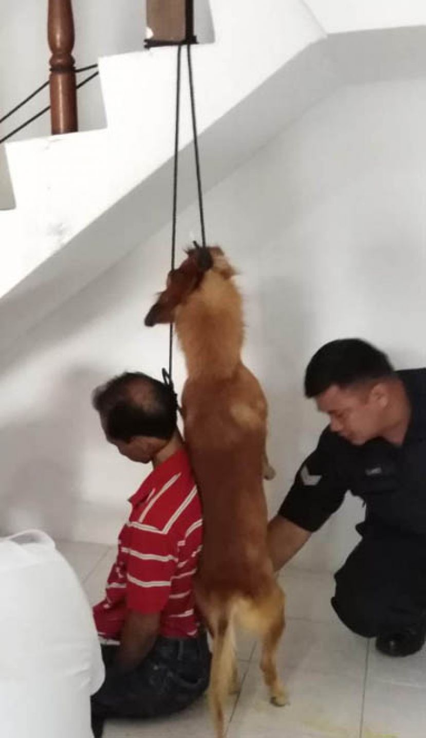70岁华裔老伯带着爱犬一起上吊。