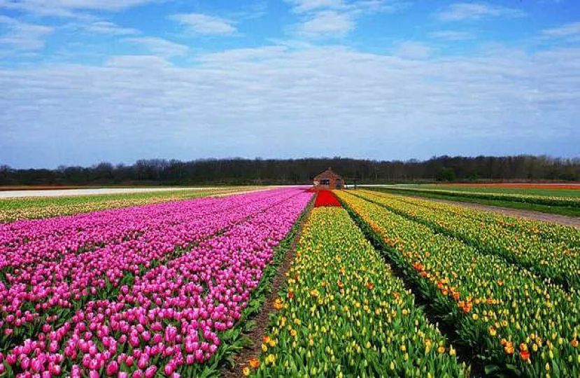 彩虹花田。