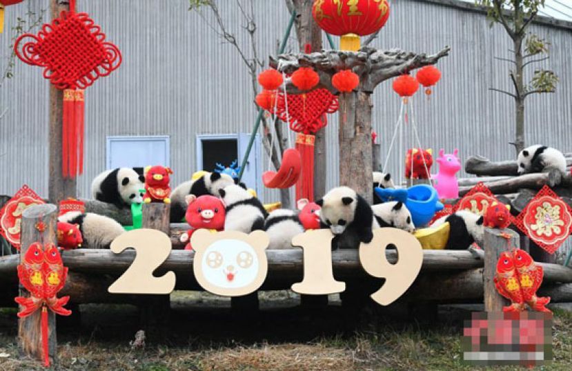 国宝拜年 新生大熊猫&ldquo;天团&rdquo;送出最萌猪年祝福