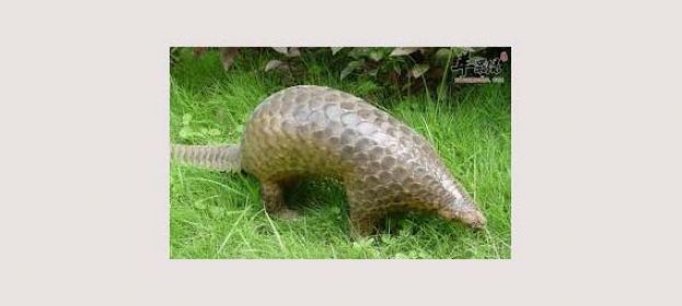 华农：穿山甲为新冠病毒的潜在中间宿主