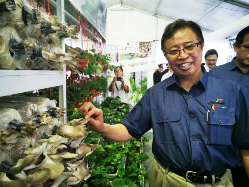 砂拉越首长拿督巴丁宜阿邦佐哈里展示菌包培植的秀珍菇。