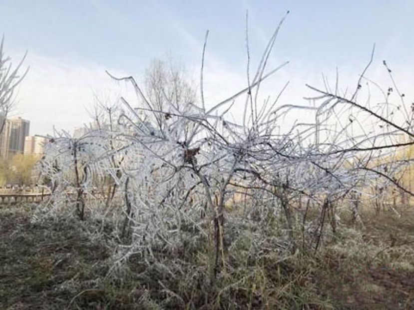 图示：小雪节气，甘肃兰州银滩湿地公园里，被冬灌的植物上凝结出冰挂景观。
