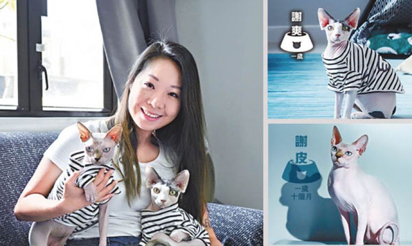 无毛猫极需要陪伴与关注，Sophia有感家中长时间无人，令谢皮每天显得孤独苦闷，一年前决定为它找来弟弟谢爽作伴。